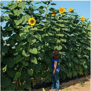 striped sunflower seeds for planting