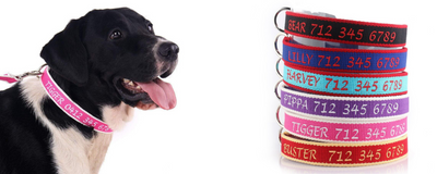 custom made pet collars