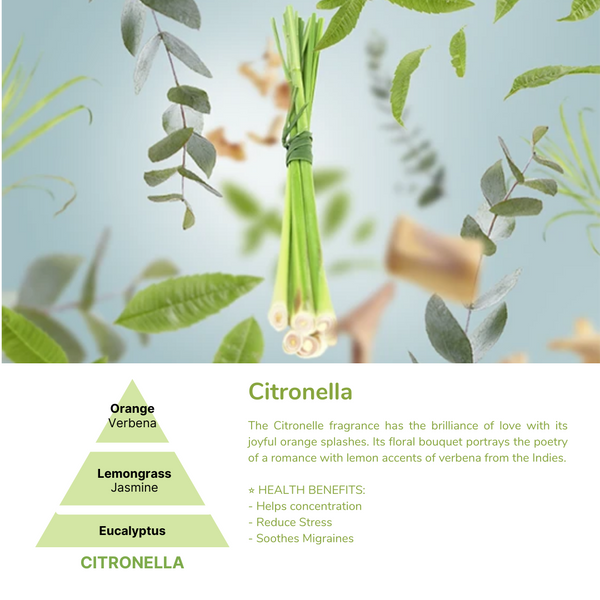 Citronella Essential Oil | Maison Berger Singapore