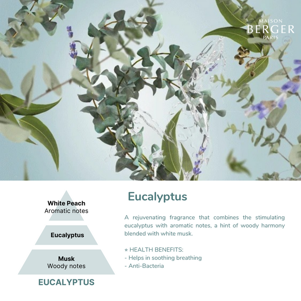 Eucalyptus Essential Oil | Maison Berger Singapore