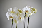 Load image into Gallery viewer, White Phalaenopsis Orchid
