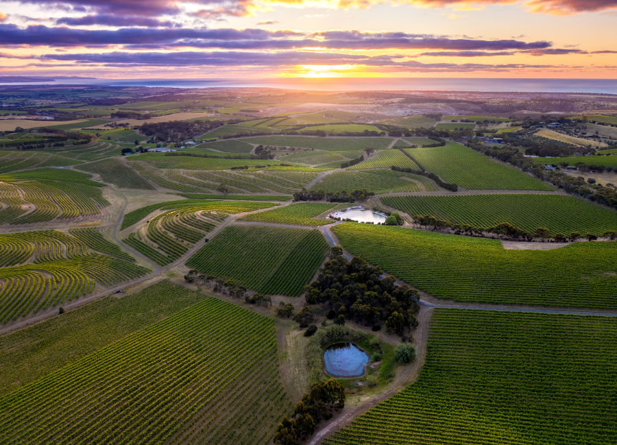 南オーストラリアのワイン造り発祥の地「マクラーレン・ヴェール」