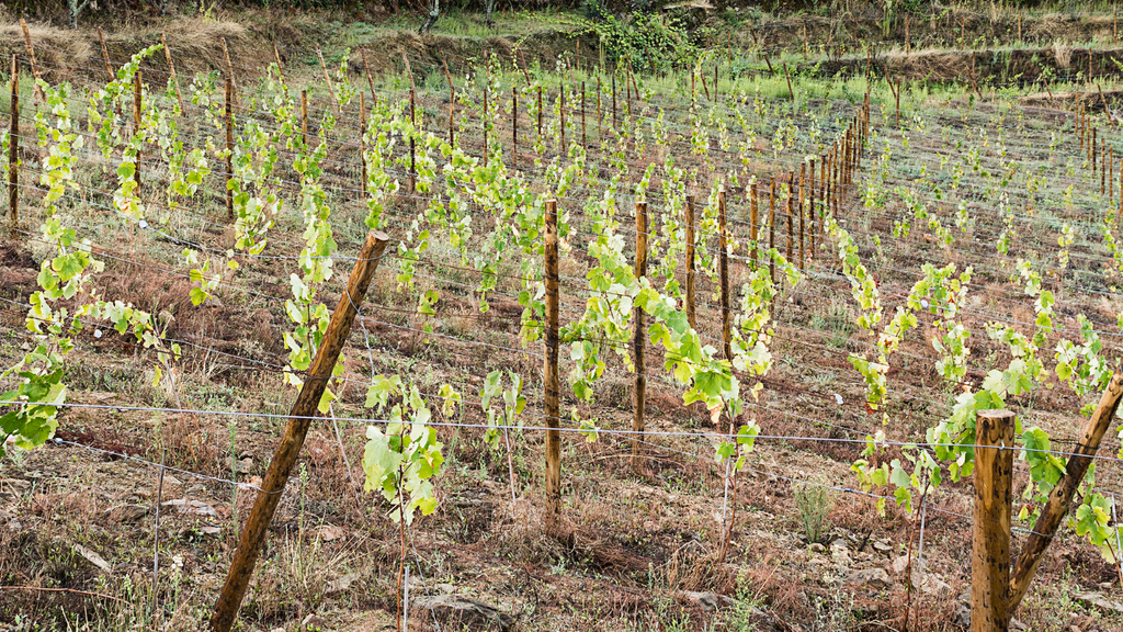 ワインの味わいを決める健康な土壌とは？