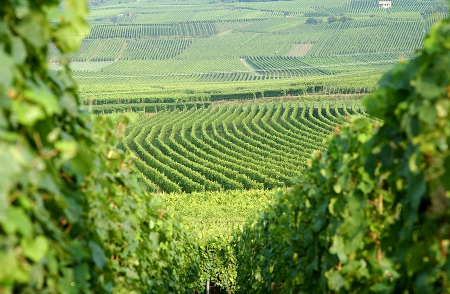 偉大なワインの生産地として有名なアルテンベルグ