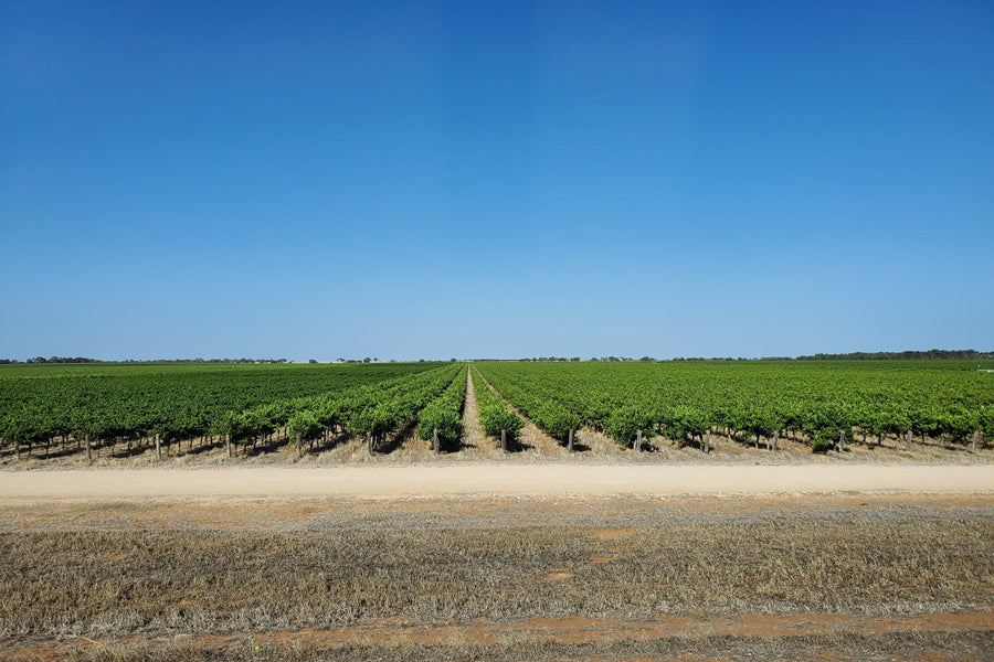 オーストラリア最古の産地ワイン「ラングホーン・クリーク」