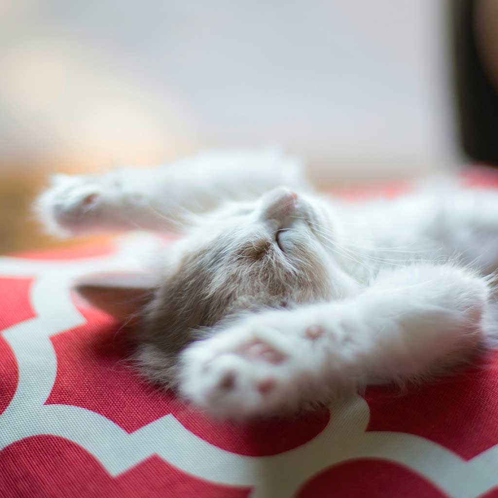 Cute kitten stretching arms out while taking a nap.