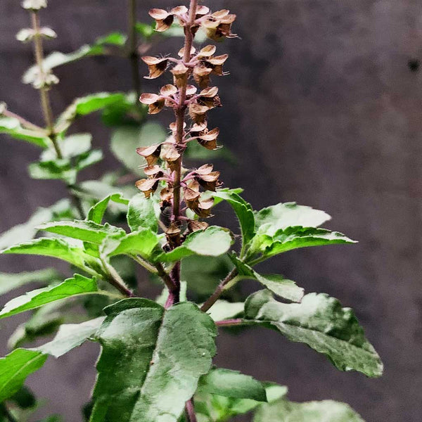 Tulsi (holy basil) plant close up.