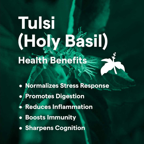 Tulsi (Holy Basil) Health Benefits - Normalizes stress response, promotes digestion, reduces inflammation, boosts immunity, and sharpens cognition.