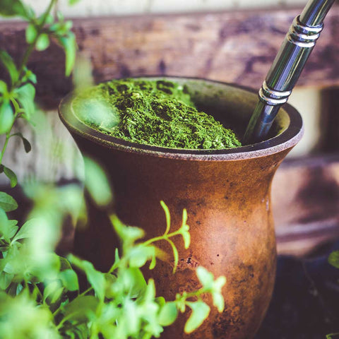 Yerba Mate: 4 Health and Performance Benefits of this Magical Plant –  Clover Botanicals
