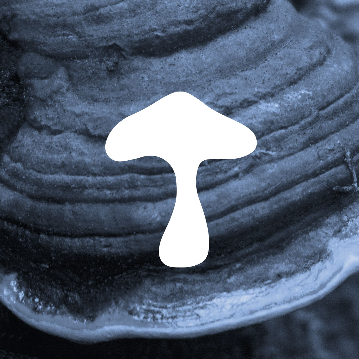 Clover chaga mushroom illustration shown with photo of a mushroom
