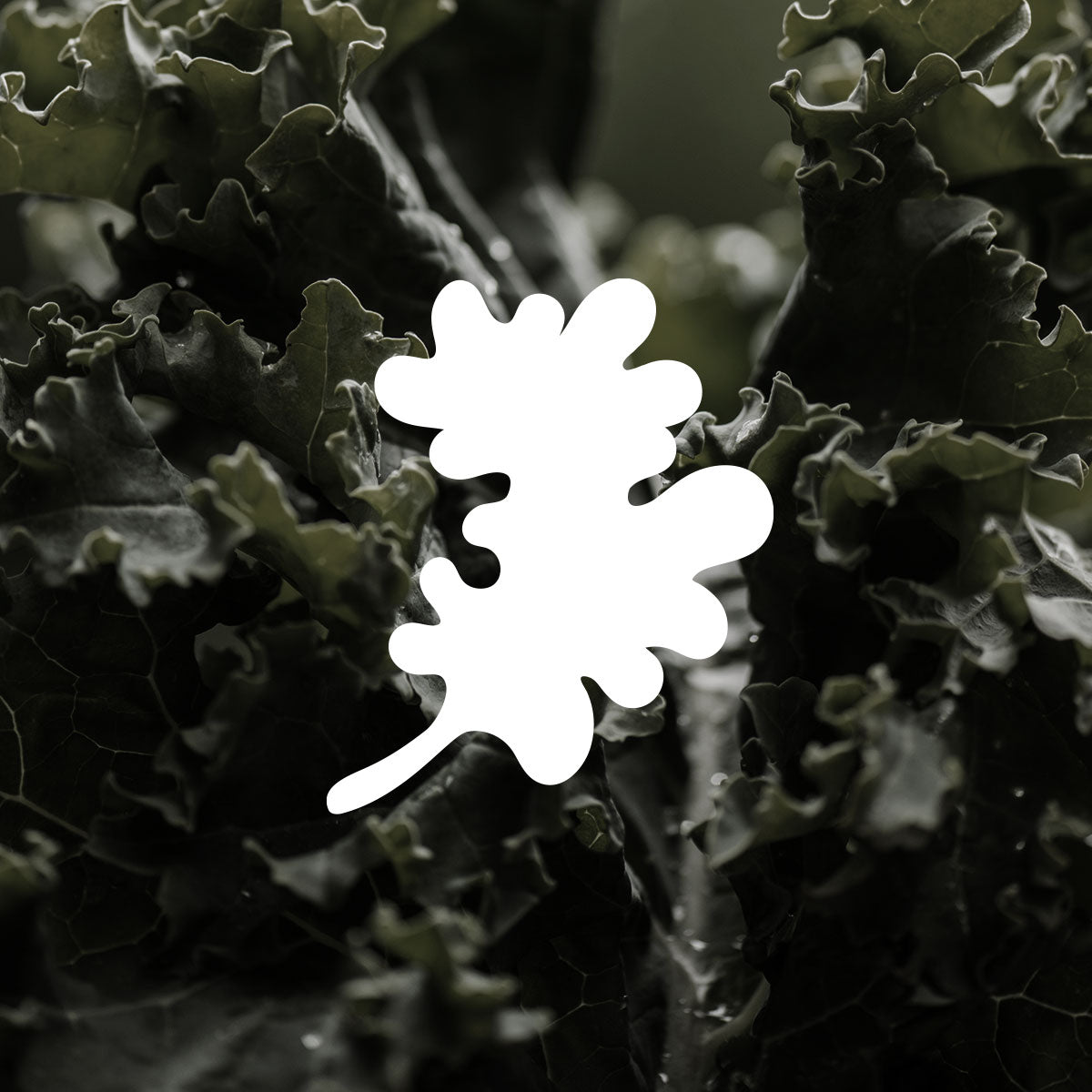 Clover kale illustration shown with photo of kale leaves