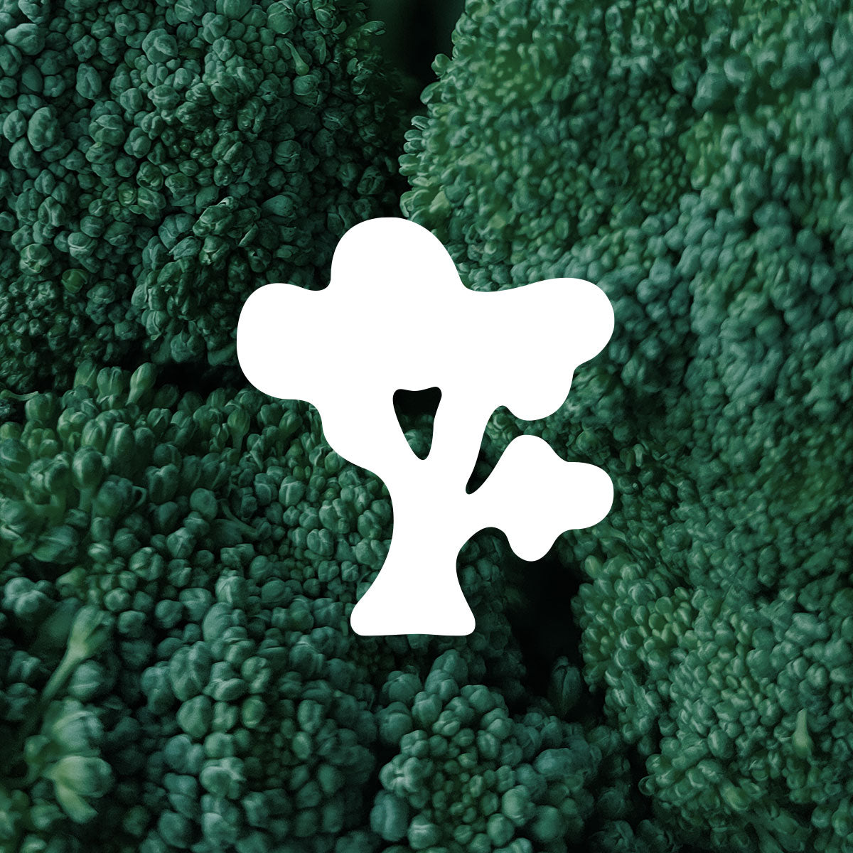 Clover broccoli illustration shown with photo of broccoli florets
