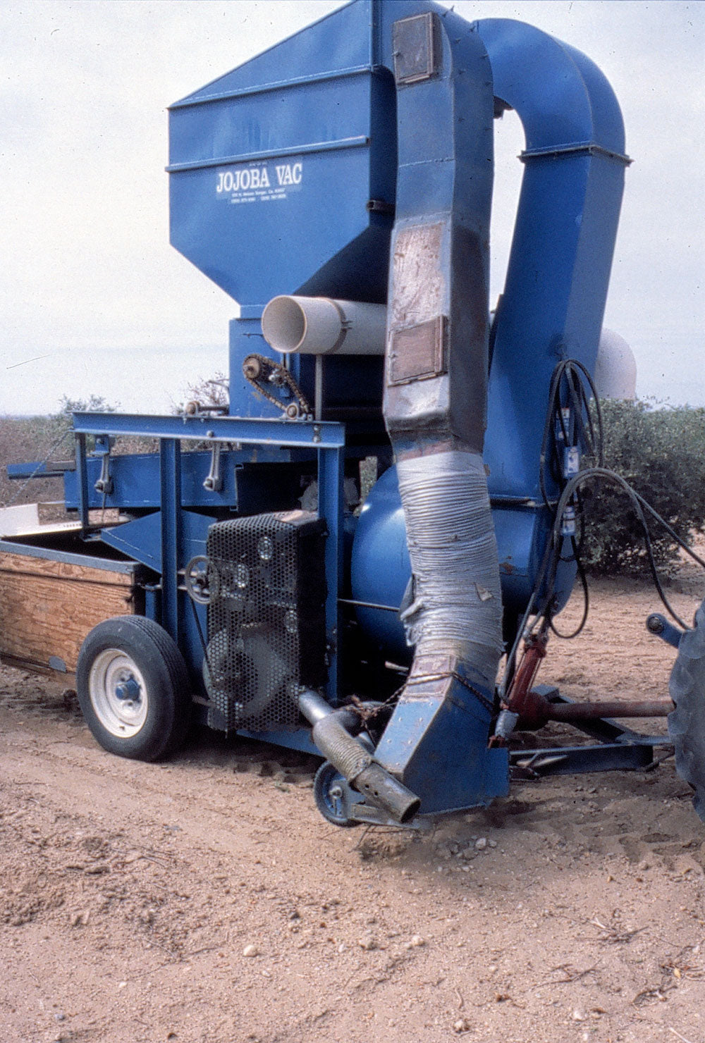 jojoba harvesting