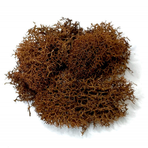 Reindeer Moss – Prairie Garden Trust