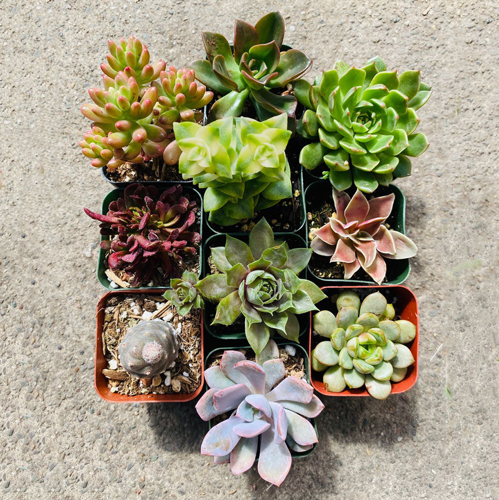 A gods-eye view of ten different succulents in ten nursery pots. The succulents come in a variety of different colors and shapes to showcase variety.