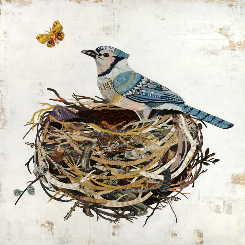 Blue Jay In Nest Bird Art Print Dolan Geiman