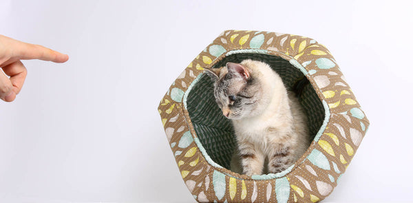 Tink sits in the Cat ball for her first photo shoot