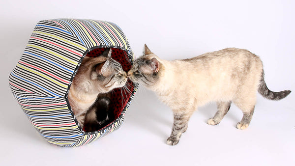 Retro sits in the Cat Ball while Tink gives him a kiss