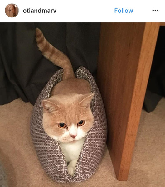 A cat inside a Cat Canoe® cat bed. Photo by @otiandmarv