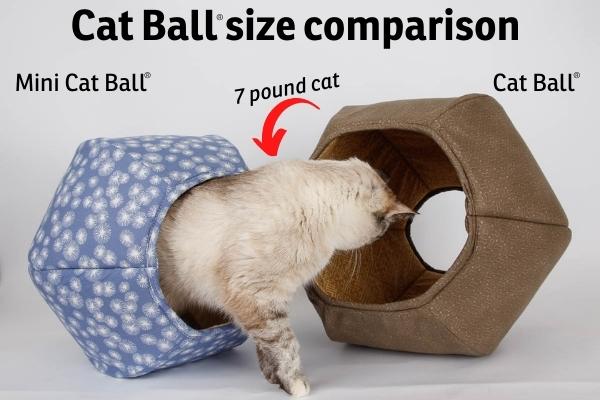 A small 7 pound cat is leaving the mini size Cat Ball and walking into the standard size Cat Ball
