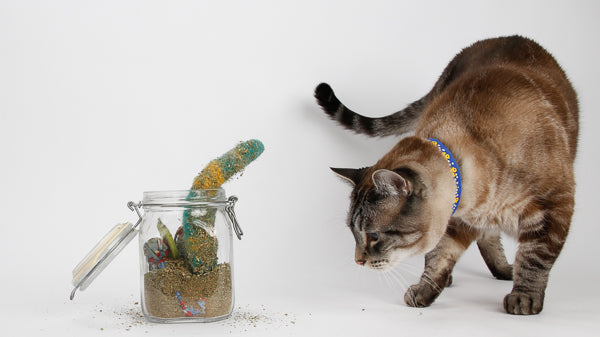 A cat inspects the contents of a catnip toy marinade jar