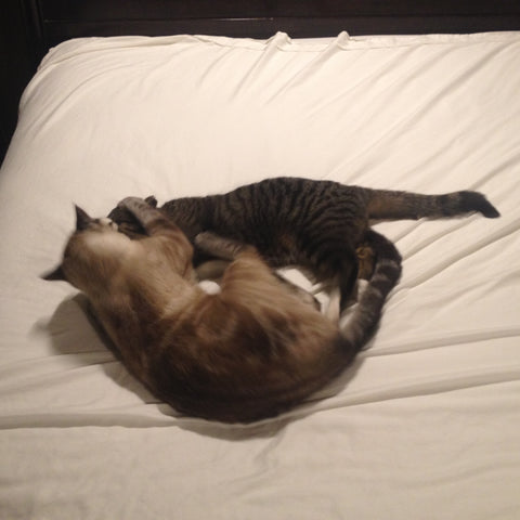 Two cats wrestling on the bed