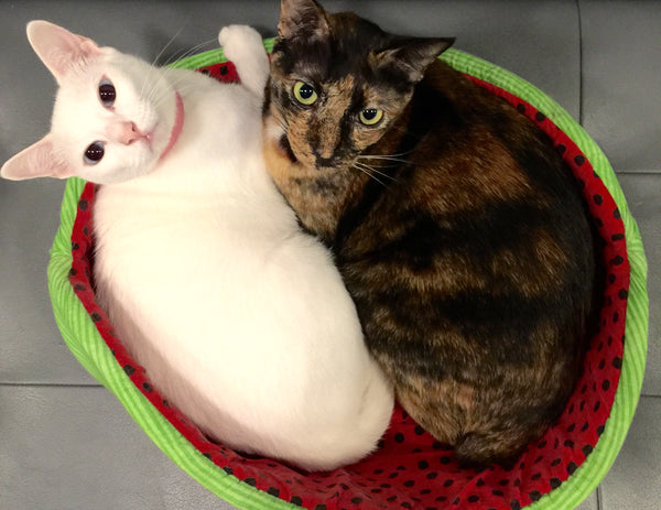 Two cats at the Nekononiwa cat café in Singapore share a Cat Canoe® cat bed.