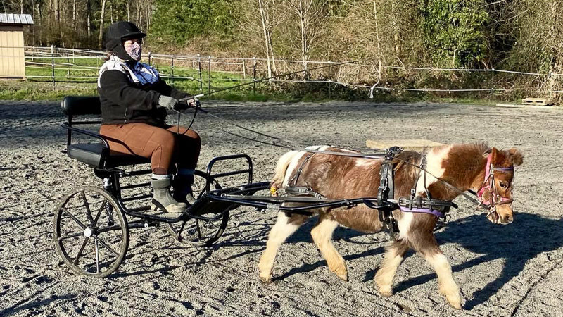 A miniature pony named Cinnamon is pulling a cart made for miniature ponies