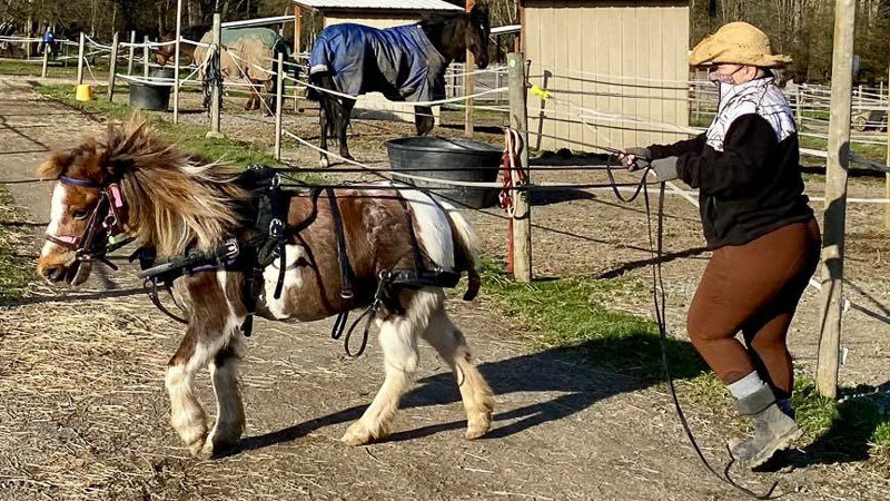 A horse trainer is working on training miniature horse to work in harness and pull a mini-sized cart