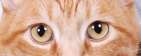 Close up photo of ginger tabby cat eyes by The Cat Ball