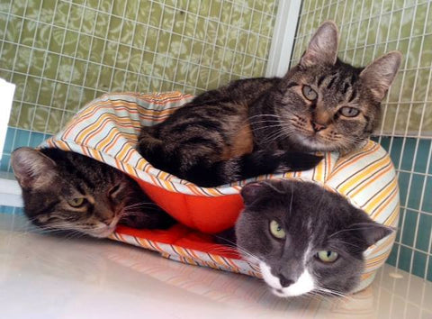Three cats inside the Cat Ball!