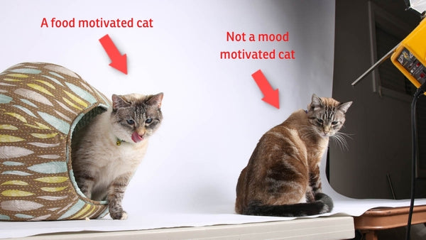 A food motivated cat vs. a cat who is not food motivated