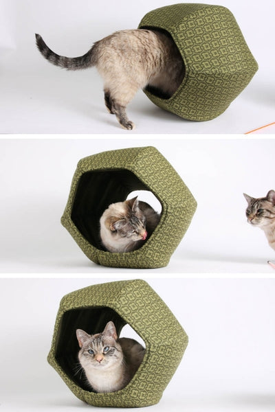 Tink in her second Cat Ball photo shoot