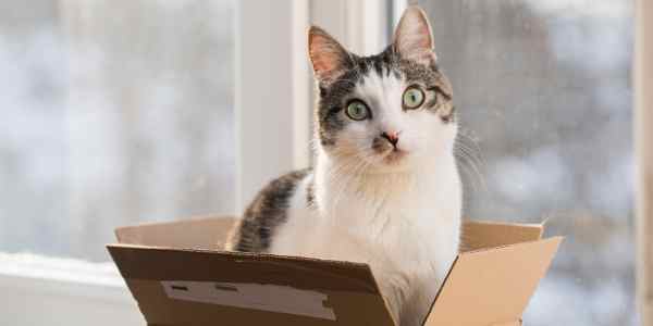 cat sitting in a box because cats love boxes