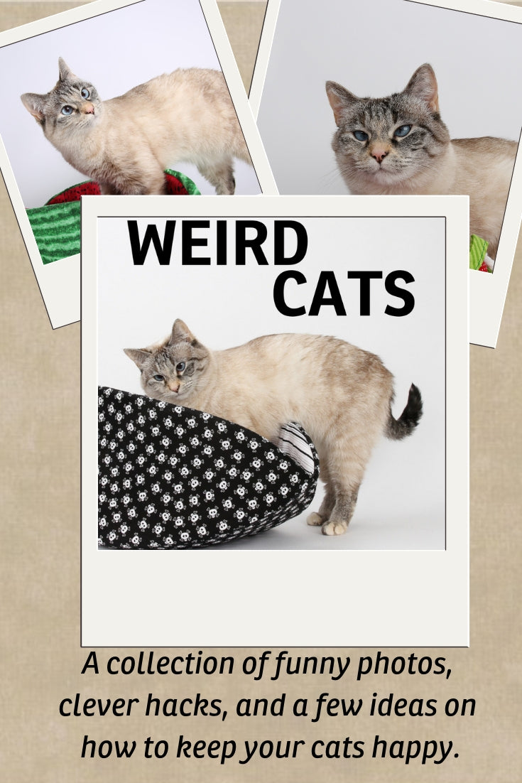 Collection of funny photos, clever hacks, and a few ideas on how to keep your cats happy