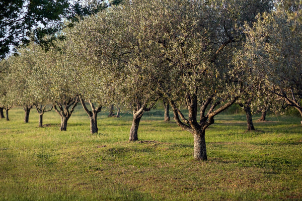 palestine symbol's olive oil trees