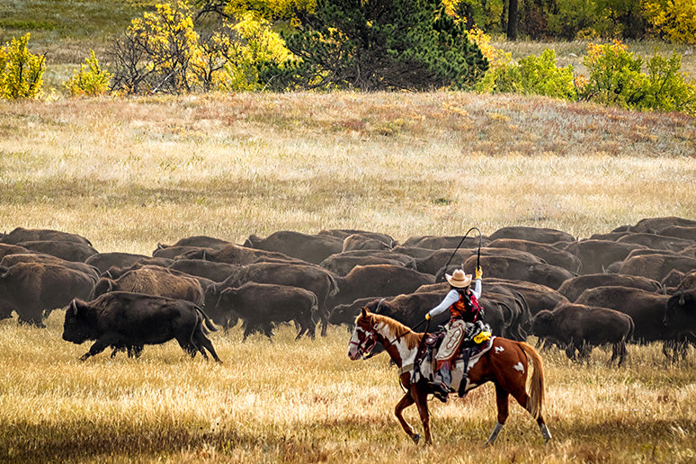 Cowboys out on the range roping bison.