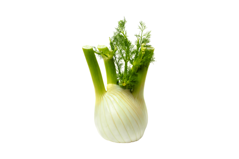 Fennel