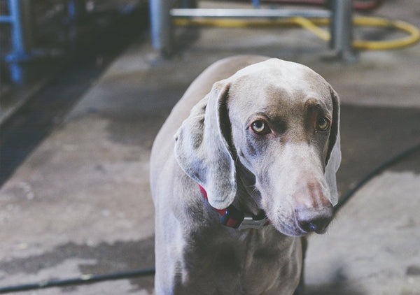 Shop Dog 