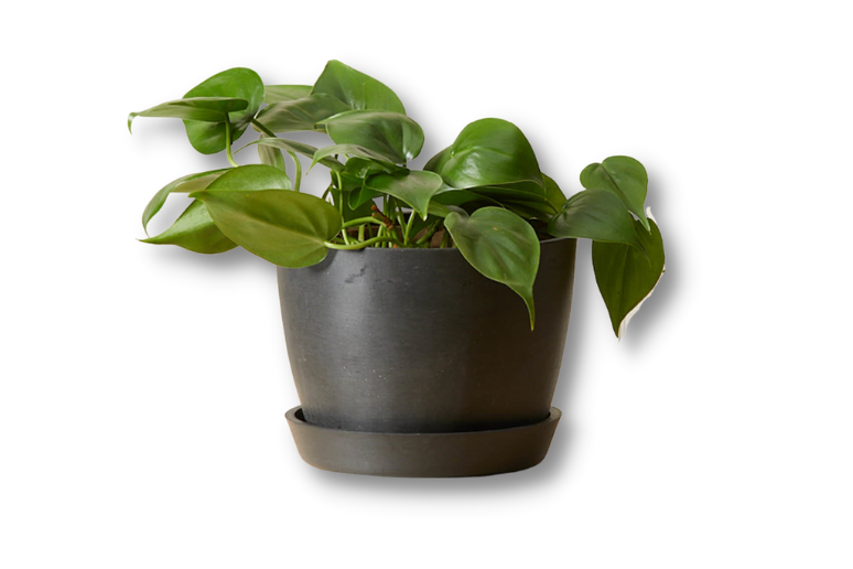 Bloomscape Philodendron Heartleaf Plant