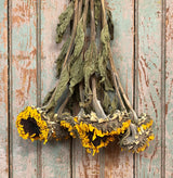 NET-SUN Dried Sunflowers Bunch