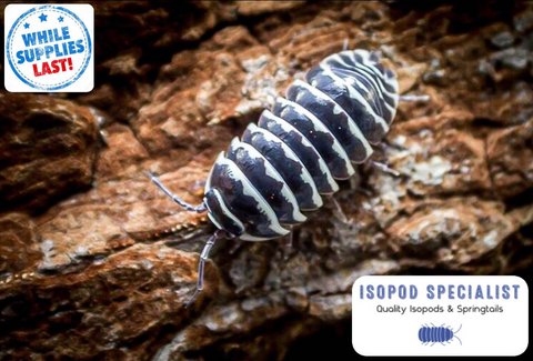 Live Established Springtail Culture (Arid Springtails) – Isopod Specialist