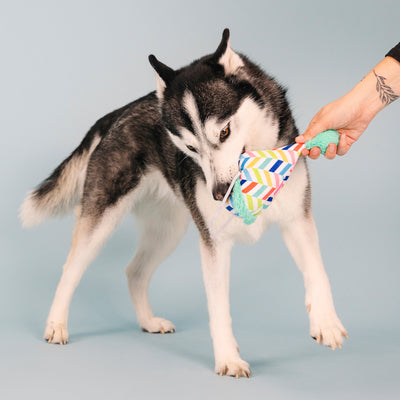 Fringe Studio Cheers For A Barkday Wearable Plush Party Hat - Turquoise Dog Toy - Toys - Fringe Studio - Shop The Paw