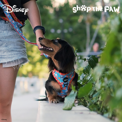 Disney Adjustable Harness | Dumbo - Pet Collars & Harnesses - Disney/Pixar - Shop The Paw