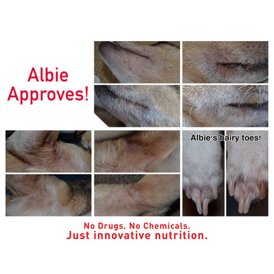 Augustine Approved Faith's Cleanse & Detox - Supplement - Augustine Approved - Shop The Paw