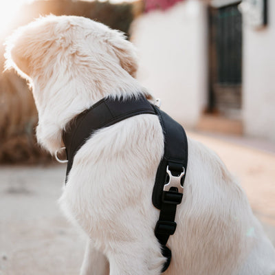 [PRE-ORDER] Pups & Bubs Roam Luxe Harness (Black) - Pet Collars & Harnesses - Pups & Bubs - Shop The Paw