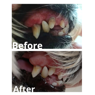 TEEF! Daily Dog Dental Care for Dogs - Supplement - TEEF - Shop The Paw