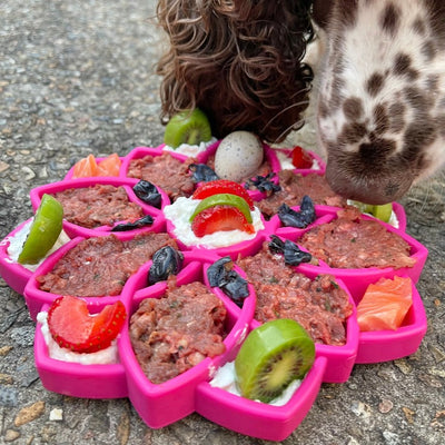 Sodapup - eTray (Enrichment Tray) - Mandala Green - Toys - Sodapup - Shop The Paw