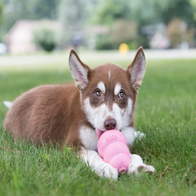 KONG Puppy Rubber Toy | Toys | Kong - Shop The Paws