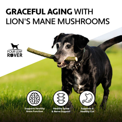 Four Leaf Rover Lion's Mane - Organic Mushroom Extract For Dogs - Supplement - Four Leaf Rover - Shop The Paw